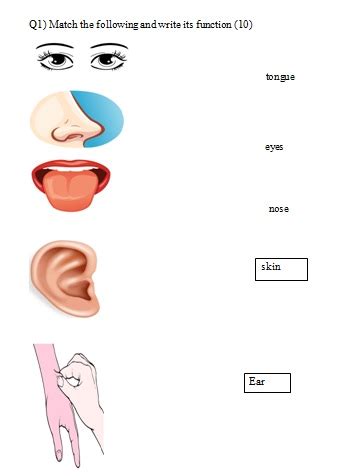 Parts Of The Ears For Grade 3