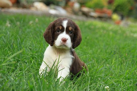 Springer puppies Photograph by John Rouse - Fine Art America