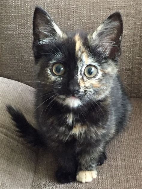 6 month old female Kitten - Free to a good home | in Blackpool, Lancashire | Gumtree