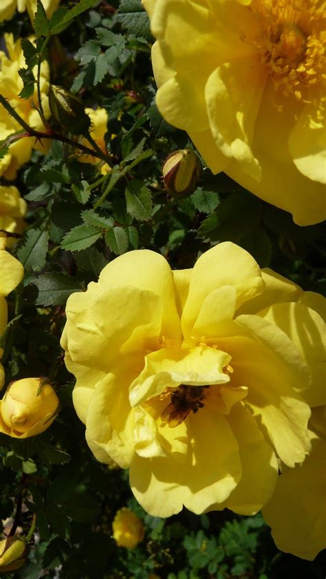 Yellow wild roses Wild Roses, Wild Flowers, Organic Gardening ...