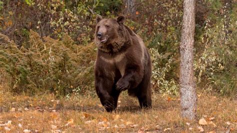 Wyoming college wrestler saves teammate from being mauled by grizzly bear - CBSSports.com