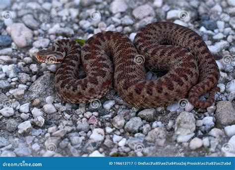 Vipera Berus, European Adder, Beautiful Snake in the Nature Habitat. Viper with Evening Light in ...