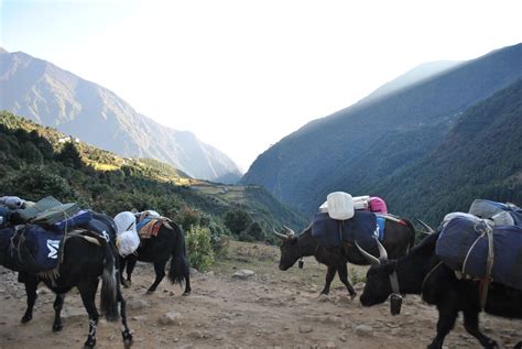 Yaks In The Himalayas. Free Stock Photo - Public Domain Pictures