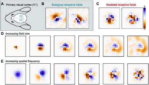 Random receptive field model of Primary Visual Cortex (V1). (A) Diagram ...