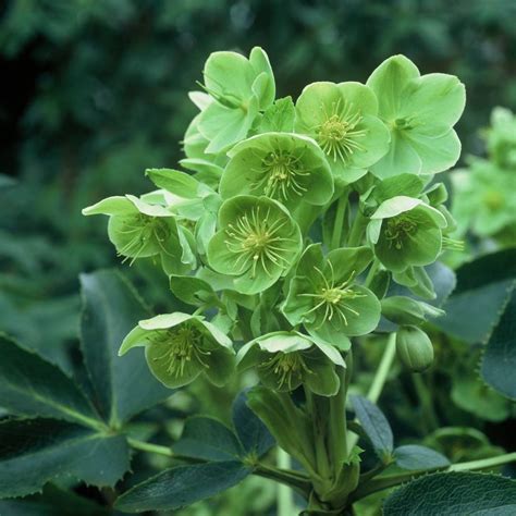 Helleborus argutifolius | Verschoor Horticulture