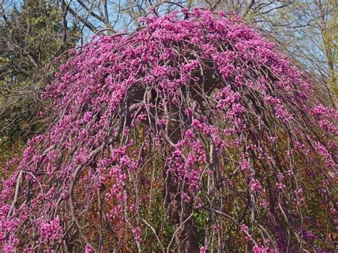 Weeping Redbud Info - How To Grow A Lavender Twist Redbud Tree