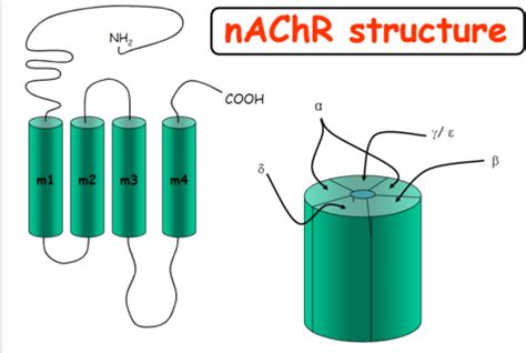 Drug targets: Ionotropic and Intracellular receptors Flashcards | Quizlet