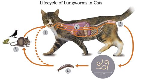 Lungworm in Cats Prevention