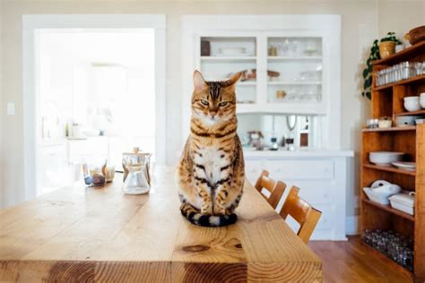 Best Dry Cat Food: Vet Recommended Dry Foods for Cats