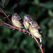 American Goldfinch Nesting, Feeding, and Breeding Habits