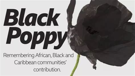 What do purple, black and white poppies mean? And where you can get them in Gloucestershire ...