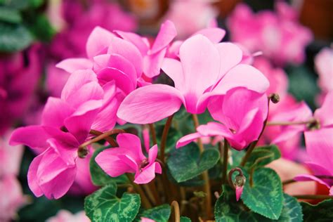 7 Important Tips To Help Grow Tender Cyclamen As Houseplants Indoors | Horticulture Magazine