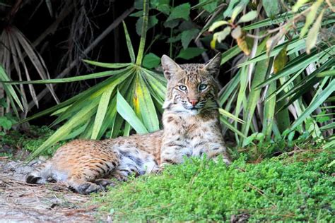 12 Coolest Native Animals in Florida You May See - Florida Trippers