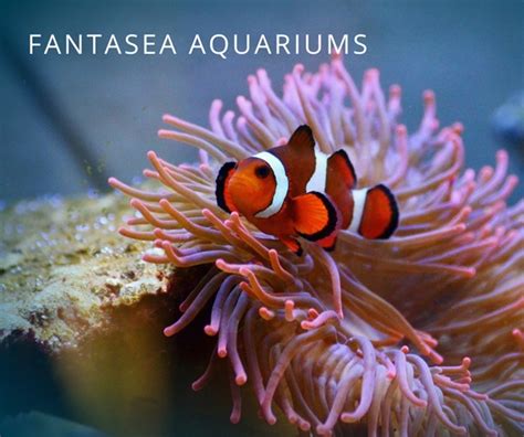 What Does A Clownfish Eat? | About Clownfish Diet - Maryland Aquarium Design, Installation, and ...