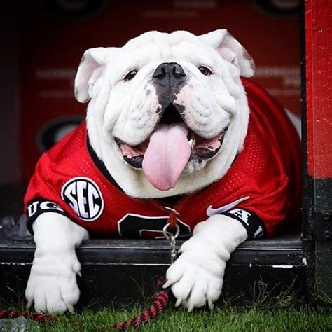 Uga X ("Que") | Bulldog puppies, Georgia bulldog mascot, Bulldog mascot