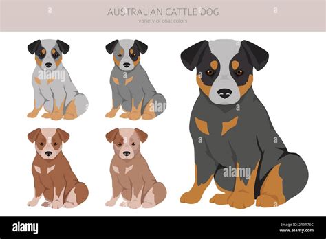 Australian cattle dog puppies all colours clipart. Different coat ...