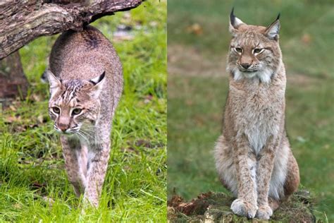 Bobcat Vs Lynx: The Main Differences, Simplified - Tiger Tribe