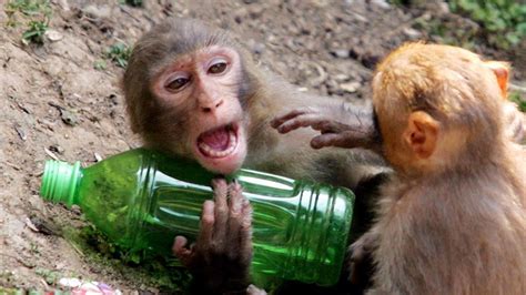 How the Drunken Monkey Hypothesis Explains Our Taste for Liquor - The ...