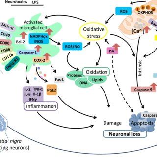 Inflammation and apoptosis at peripheral blood level during PD ...