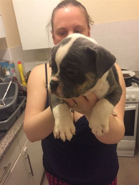 old tyme bulldog puppies for sale | in Morriston, Swansea | Gumtree