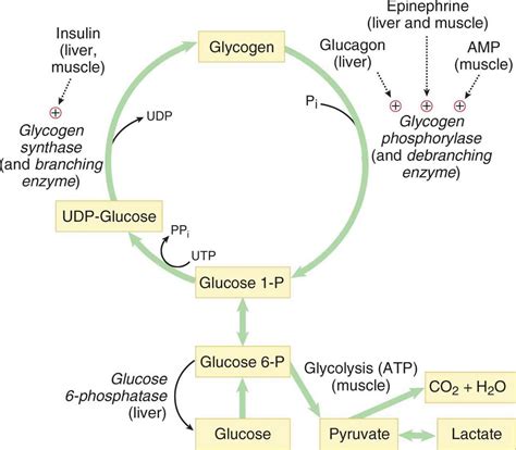 Glycogen Metabolism: Glycogenesis and MCQs for GPAT, NEET, CSIR NET ...