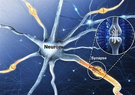 How many neuron connections in the brain for different species - illeqwer