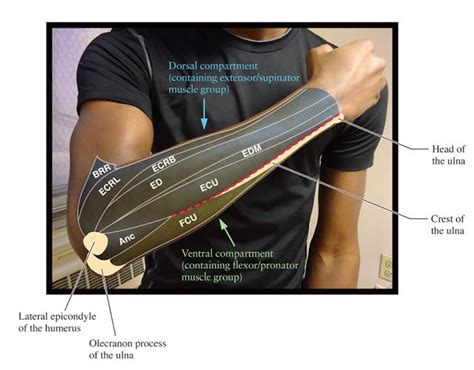 Human Anatomy for the Artist: July 2011 - Dive into the fascinating world of human anatomy with ...