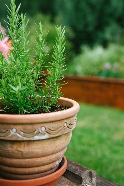 How to Grow and Care for Rosemary Indoors and Outdoors