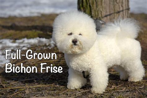 Full Grown Bichon Frise: When, Size, Weight & More - Bichon World