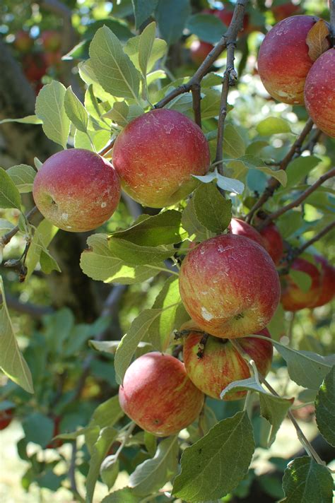 Free Images : apple, tree, branch, fruit, fall, flower, orchard, food, harvest, produce ...