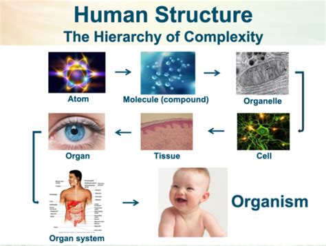 Anatomy & Physiology Chapter 1: Major Themes of Anatomy Flashcards | Quizlet