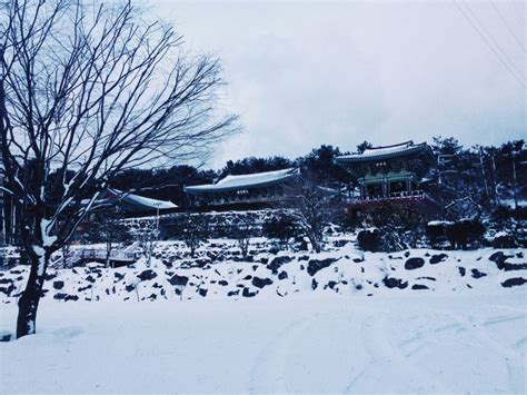 The Jeju Island Winter That Shut Down the "Hawaii of Korea" - Television of Nomads