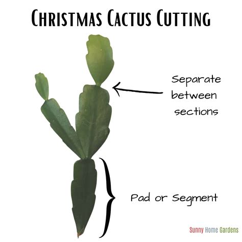 how to care for a christmas cactus cutting - Causing Great Emotional Stimulation Online Journal ...