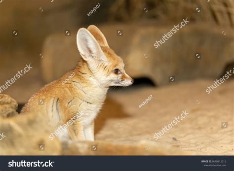 Fennec Fox in an enclosure at Colchester Zoo #Ad , #Affiliate, #Fox# ...