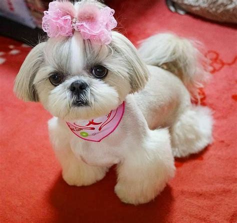 SHIH TZU filhotinho amorozo!.♥️🐶 filhotinho linda fêmea | Shih tzu puppy, Dog haircuts, Cute ...