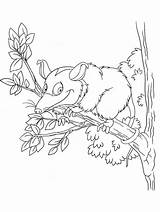 Opossum coloring pages sketch template
