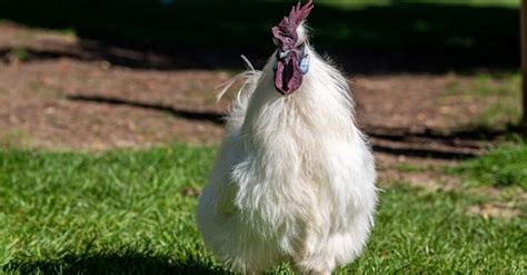 Silkie Hen vs Rooster: What Are the Differences? - IMP WORLD