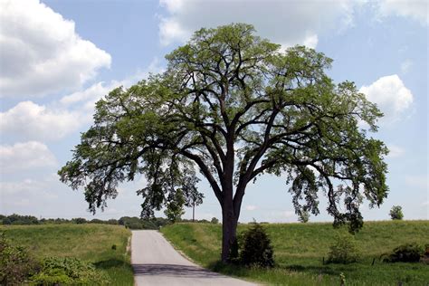 Dutch Elm Disease and American Elm Trees