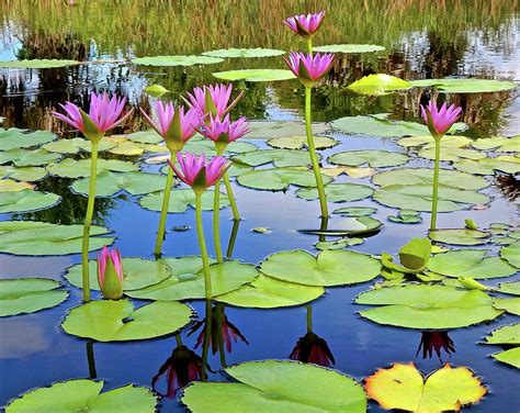 Beautiful Water lily Pond Photograph by Joe Wyman - Pixels