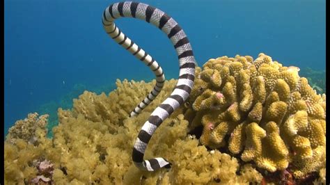 HD Underwater Stock Footage For Sale - Banded Sea Snakes - YouTube