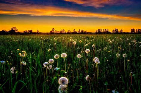 Dandelion field at sunset, amazing, grass, bonito, sunset, sky, dandelion, wildflowers, HD ...