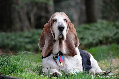 Fred - Basset Hound - Dog Breeds