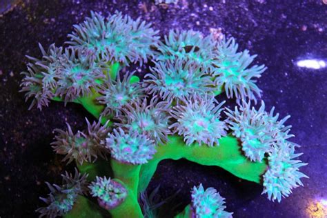 Ducan Coral Care - Keeping and caring for your duncan coral