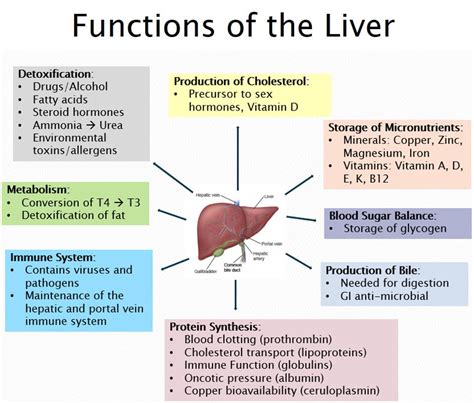 The Functions of the Liver and Signs You Need to Detox | PatriotDirect Family Medicine | Natick, MA