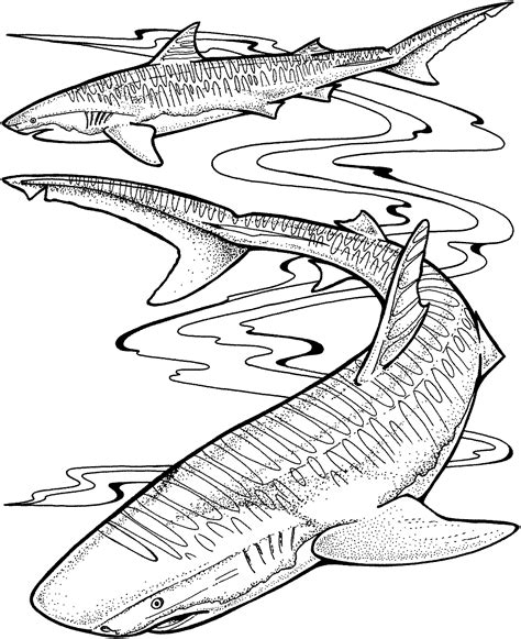 Shark Outline Drawing at GetDrawings | Free download