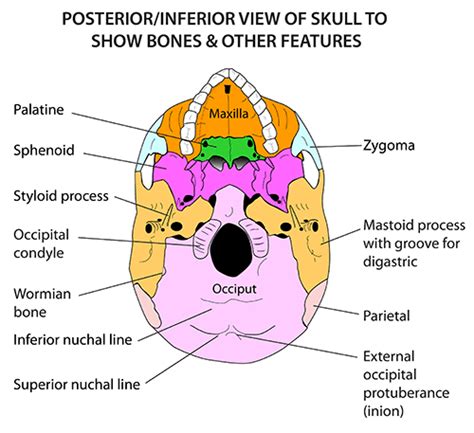 Head and Neck - Areas/Organs - Skull - Posterior view of skull | Head ...