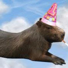 12 ideeën over Capybara's wearing party hats | capibara, cavia, memes