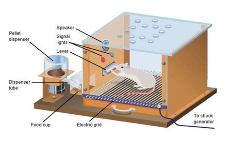 Skinner box | Operant conditioning, Skinner box, Learning theory