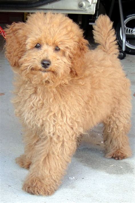 Cute Hairstyles: Poodle Hair Style | Toy poodle haircut, Toy poodle, Poodle hair