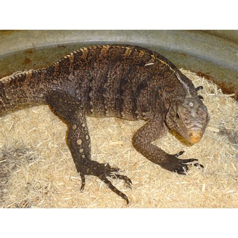 Cuban Rock Iguana (tame)- subadult female - Strictly Reptiles